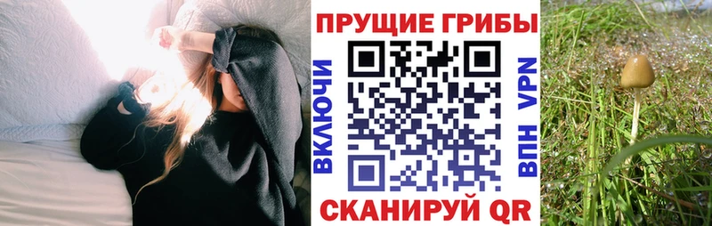 Псилоцибиновые грибы Psilocybe Туапсе